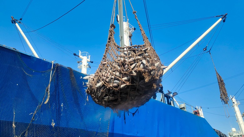 Tuna caught in large net