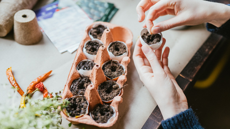 Person filling eggshells with dirt