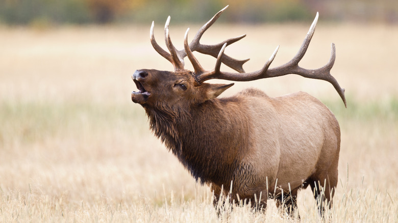 Male elk in a field