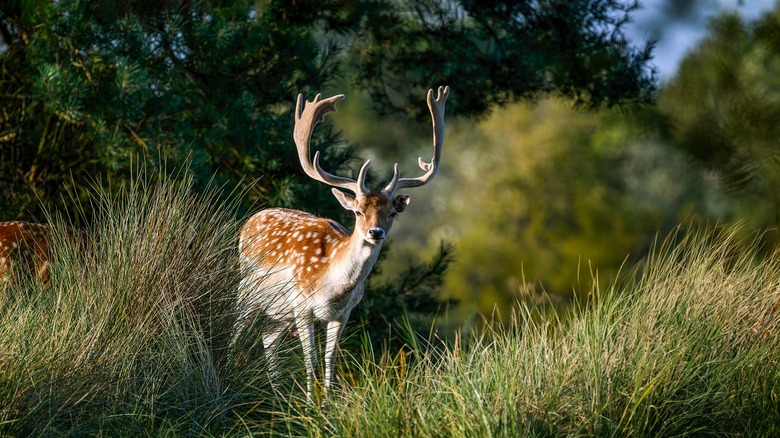 Wild deer among grass and trees