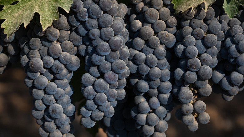 Purple wine grapes on vine