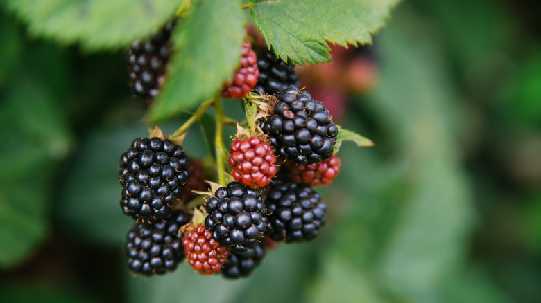 Blackberries on the vine