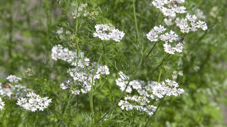 What Is Coriander And How Do You Cook With It?