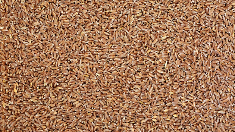 Farro wheat grain creating a background 