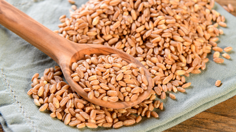 Farro on a napkin and spoon 