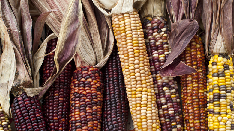 assorted types of corn