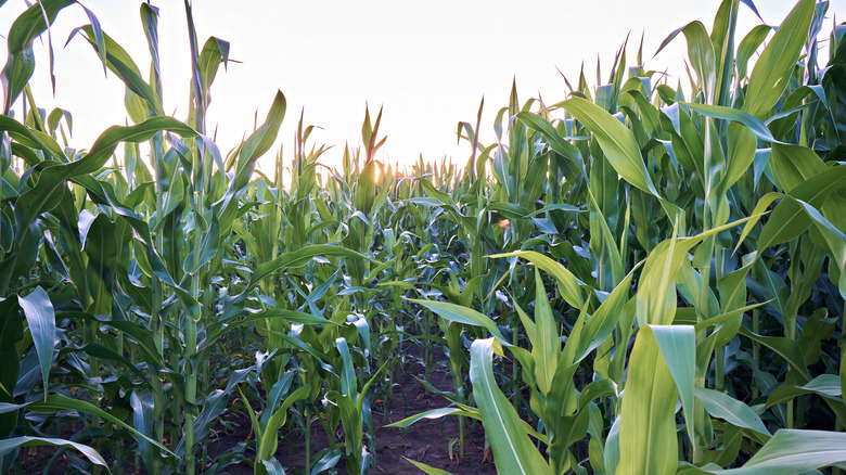 corn field and the sky