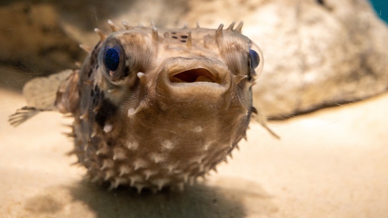 Small pufferfish in an aquarium