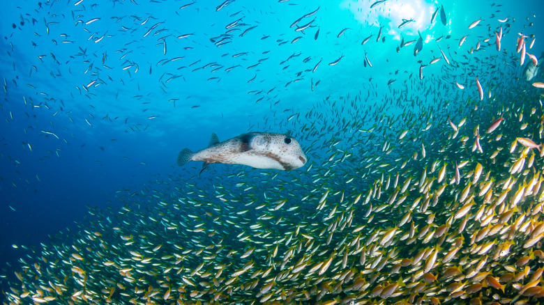 Wild pufferfish in the sea