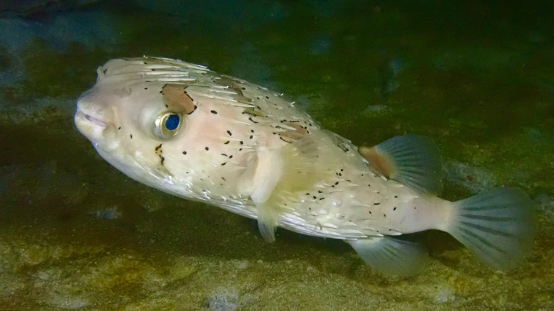 Pufferfish swimming in an aquarium