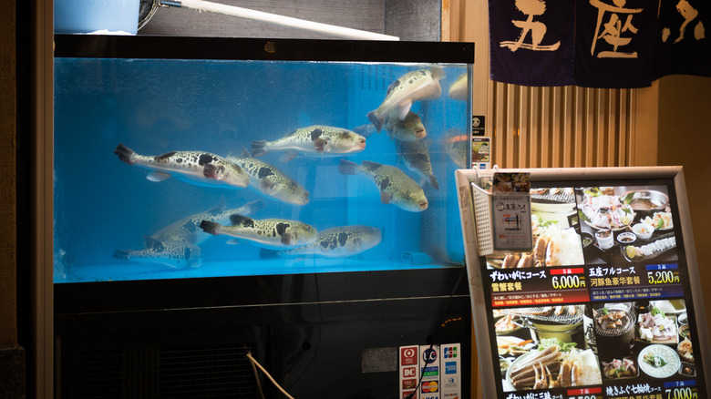 restaurant aquarium with live fugu