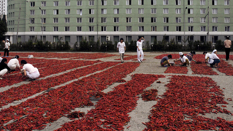 Korean peppers drying in sun