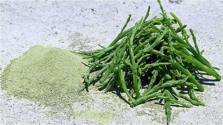 Green Salt and fresh Salicornia