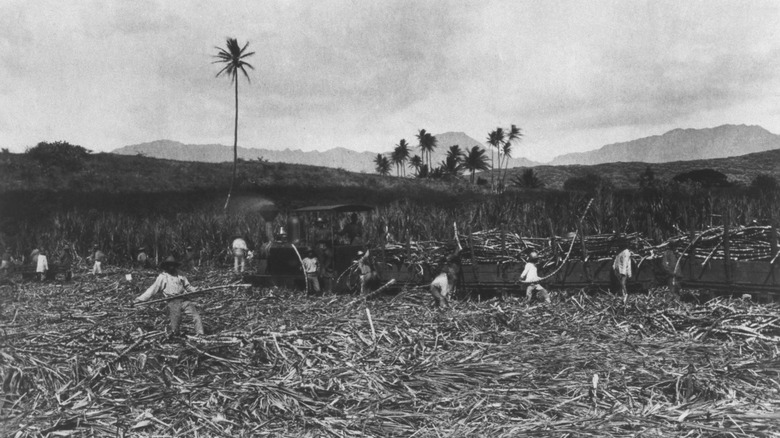 Workers on Hawaiian sugar plantation