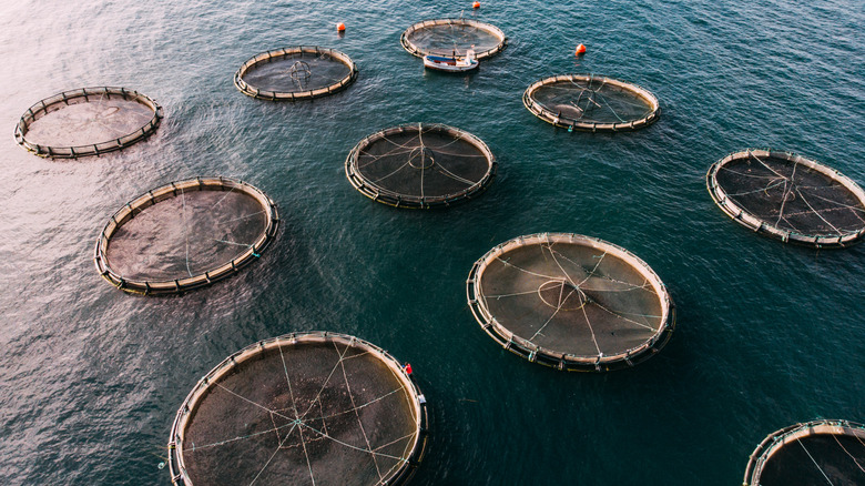 ocean fish farms