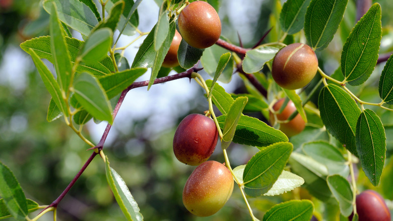 Jujube fruit on a tree