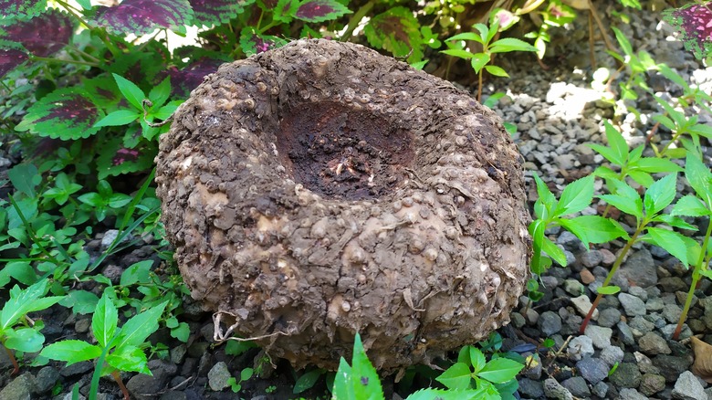 Konjac corm on ground