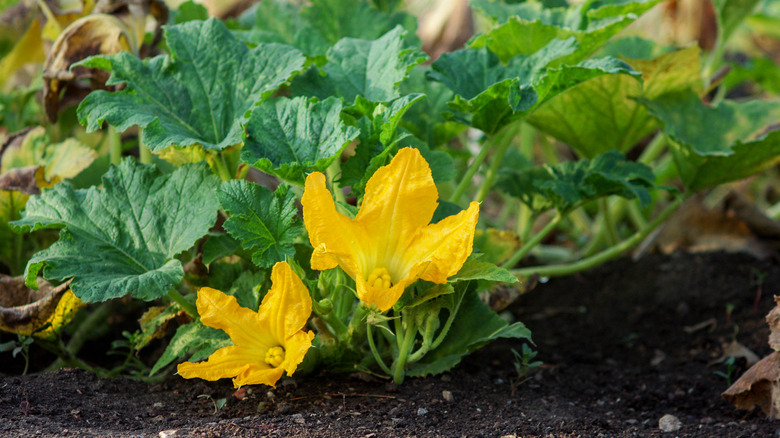 Squash blossoms in a garden