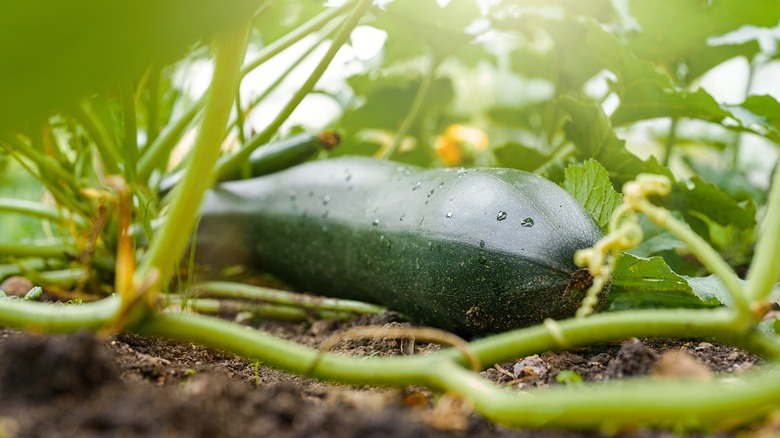 Marrow squash on the vine