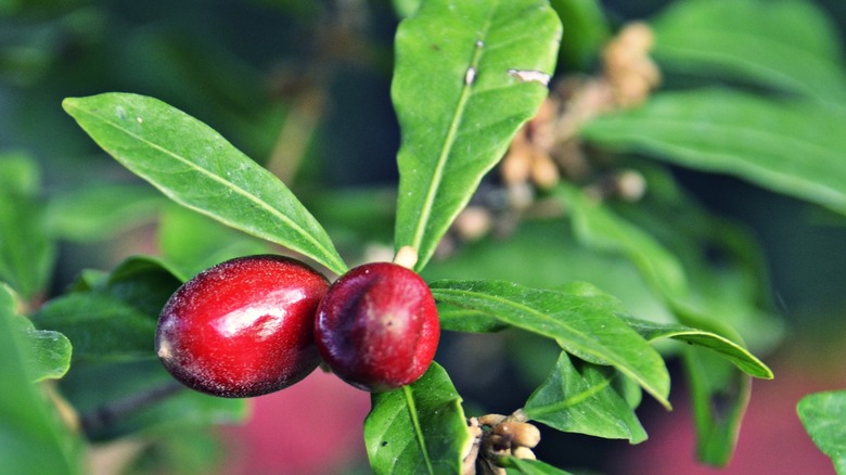 Miracle fruit growing on branch