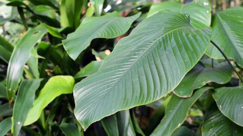 Leaf of a Thaumatococcus daniellii plant