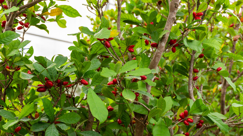 Miracle fruit growing in greenhouse