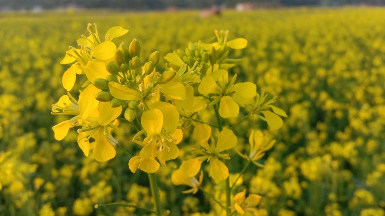 Mustard plants in a field