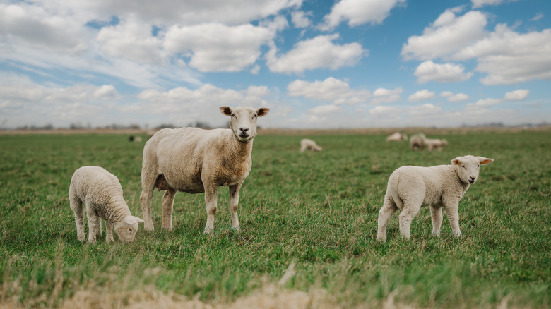 Lamb and mutton grazing 