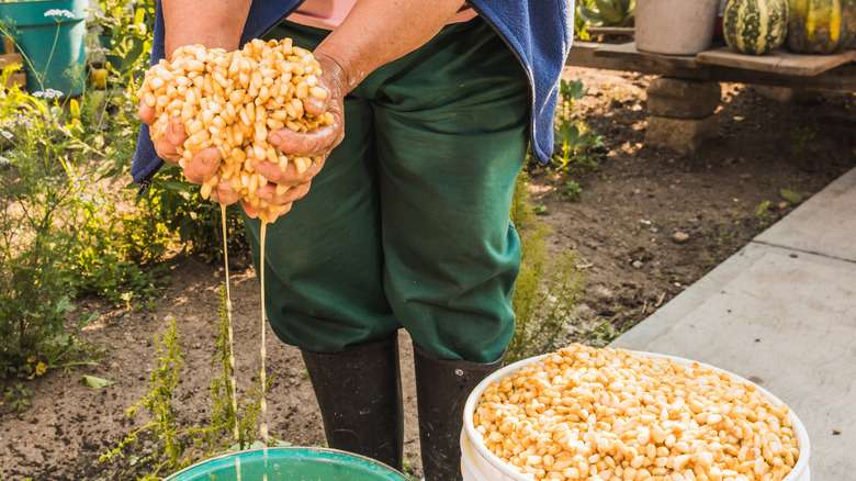 Woman preparing corn nixtamal