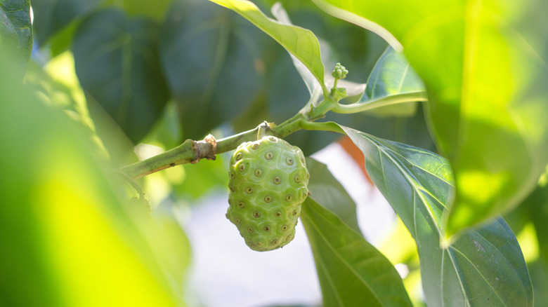 Noni fruit hanging in tree