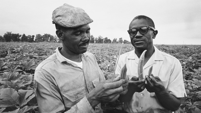 two men farming okra