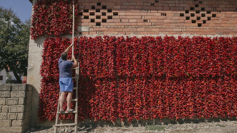 drying peppers for paprika