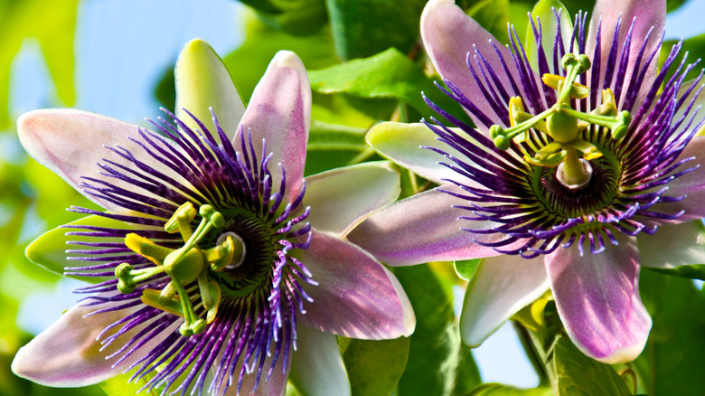 What Is Passion Fruit And How Do You Eat One?