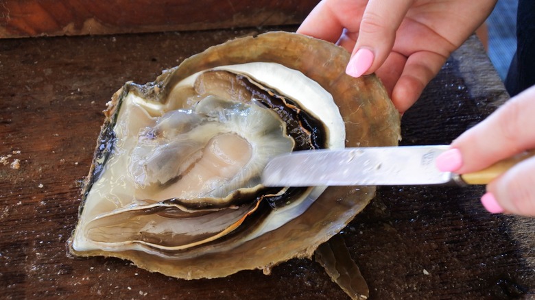 Person holding large pinctada oyster 