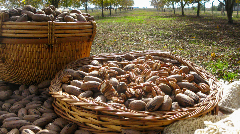 Basket of hand-picked pecans