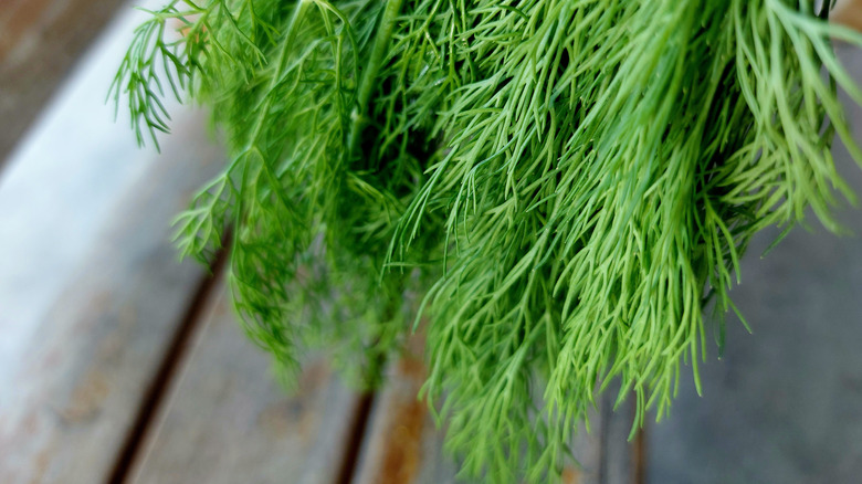 Bunch of dill weed, with fronds hanging down