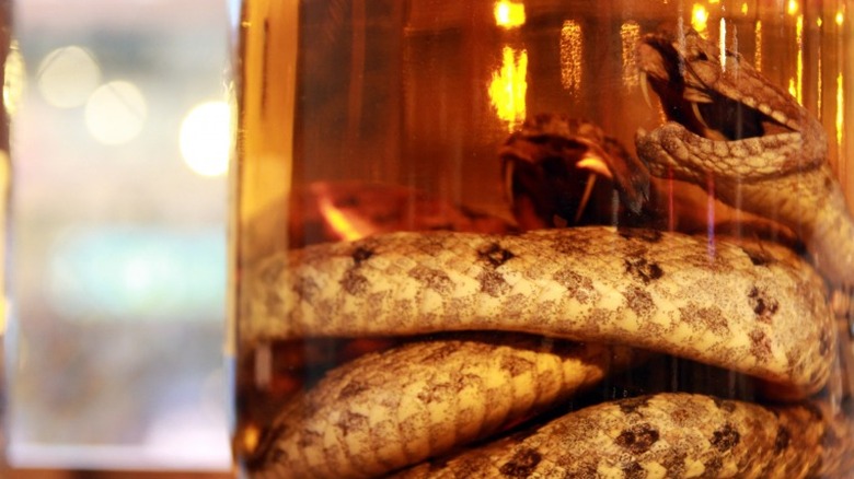 Closeup of snake whiskey