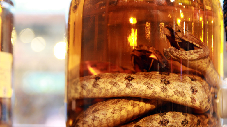 snake in a jar of alcohol