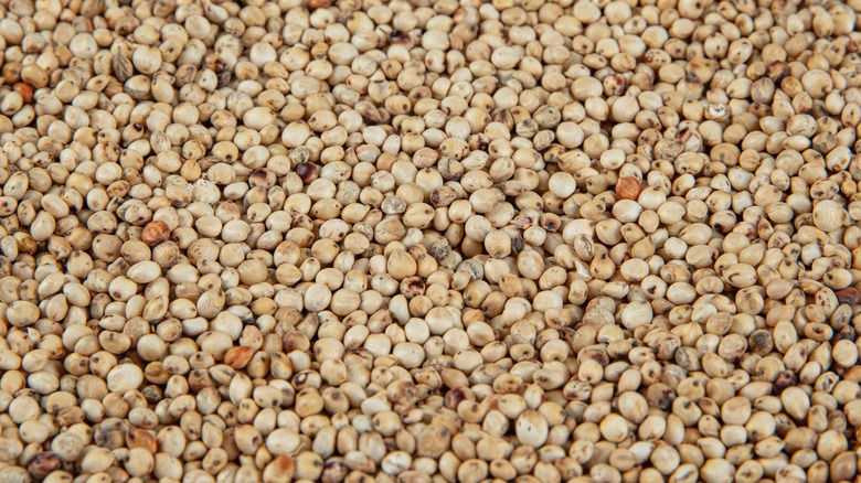 close up of sorghum seeds