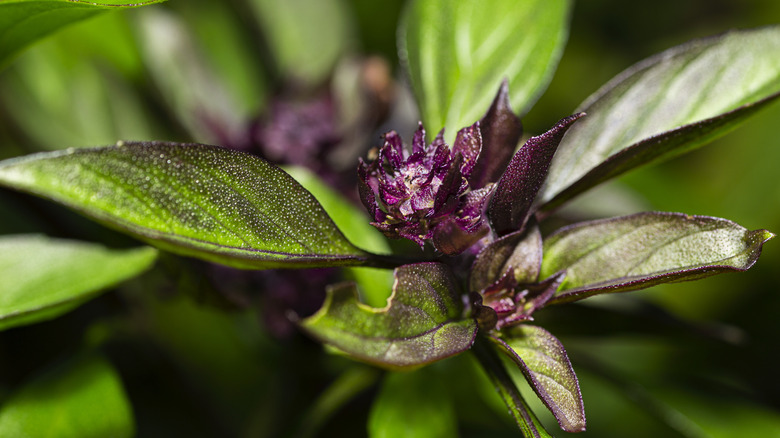 close up on Thai basil