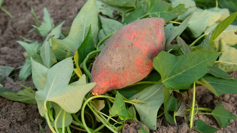 Sweet potato with plant