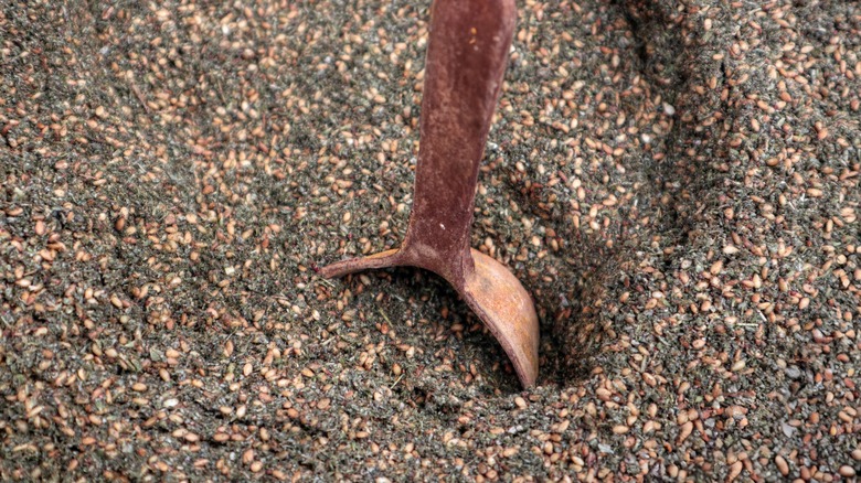 wooden scoop in za'atar