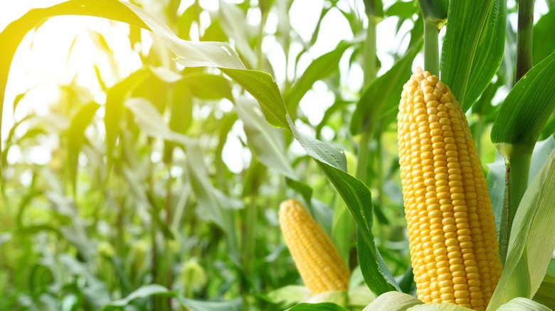 sun shining on a corn field 