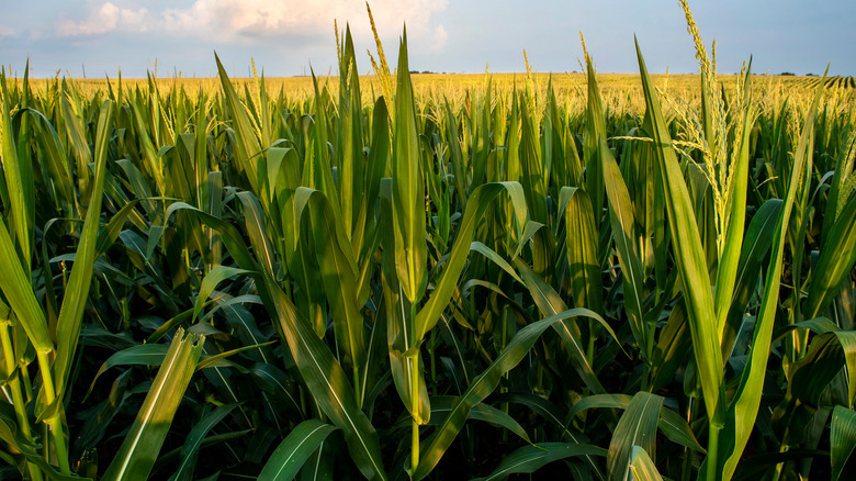 field of corn stalks 