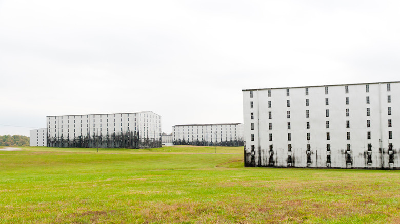 Warehouses covered in whiskey fungus 