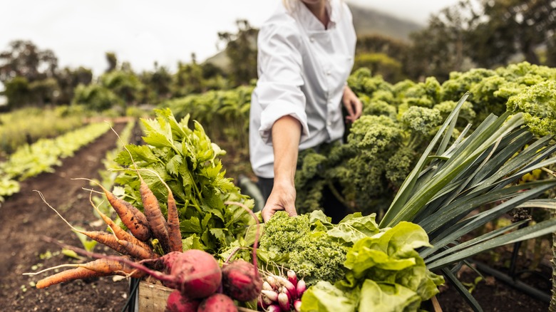 chef harvesting vegetables