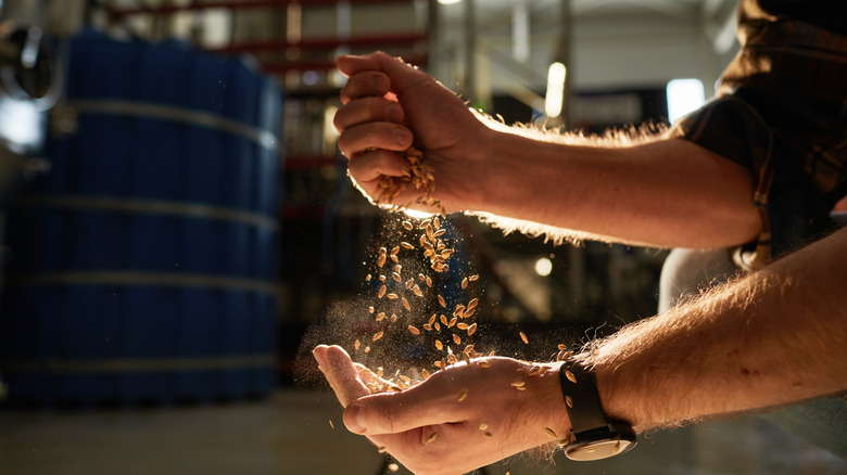 Hands sifting barley for beer