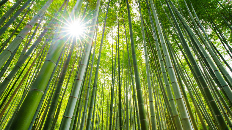 bamboo forest with sun shining