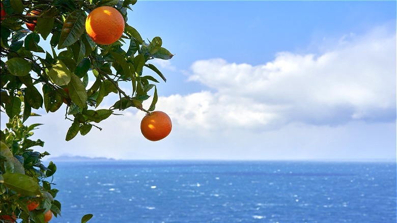 Fruit bearing citrus tree near water