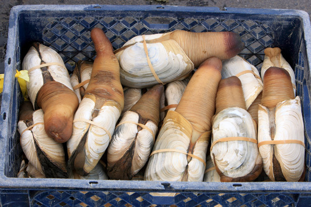 Geoduck